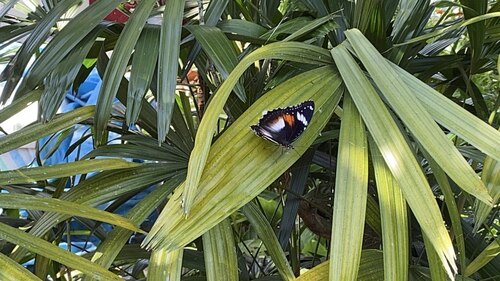 Great Eggfly