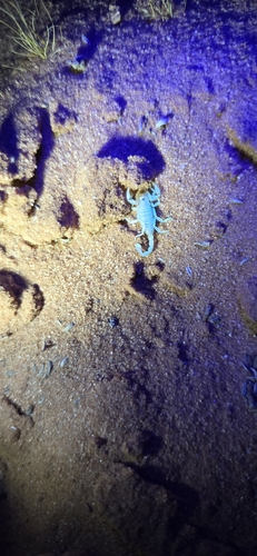 Eastern sand scorpion photo 4