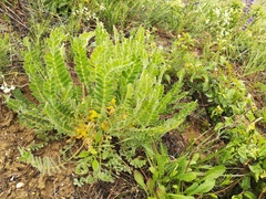 Astragalus exscapus