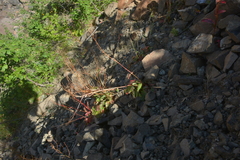 Rumex thyrsiflorus