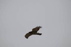 Buteo lineatus