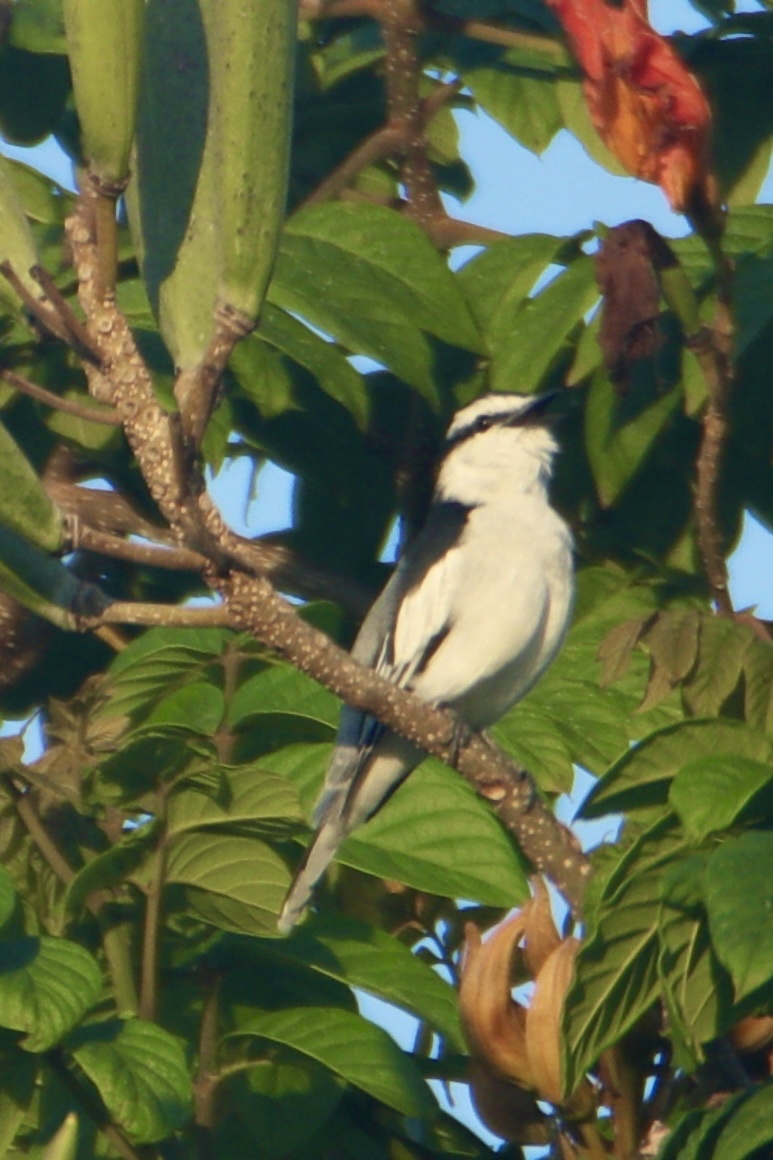 Pied Triller (Lalage nigra), photo 8