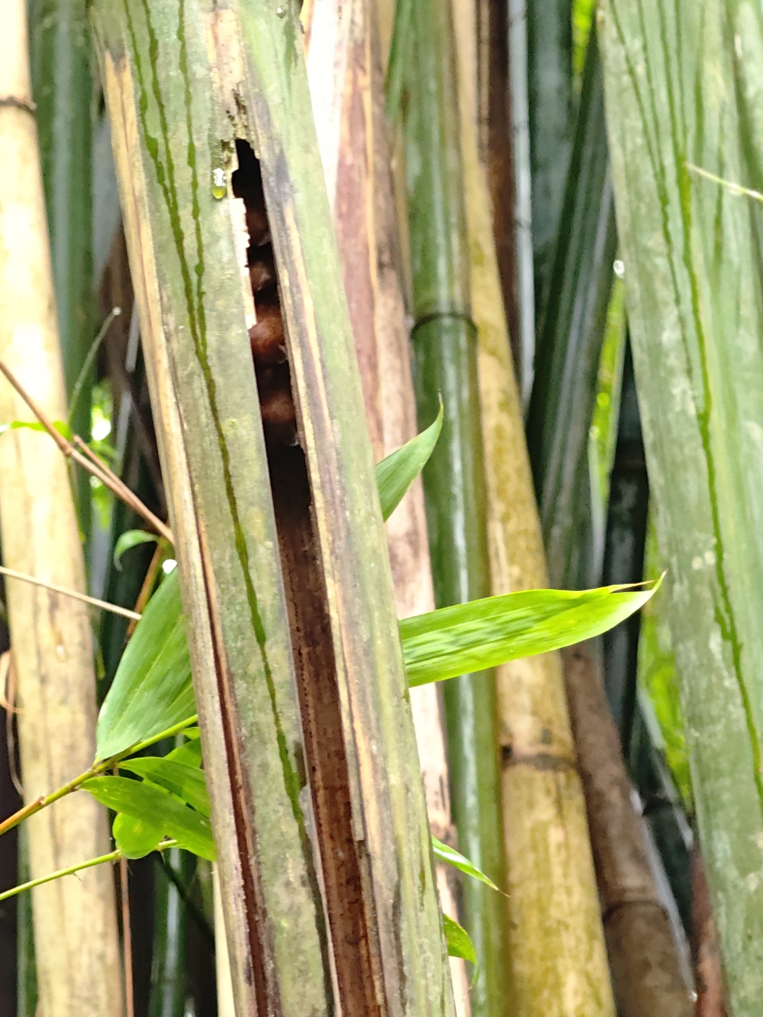Amber Bamboo Bat photo 4