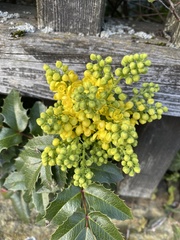 Berberis aquifolium