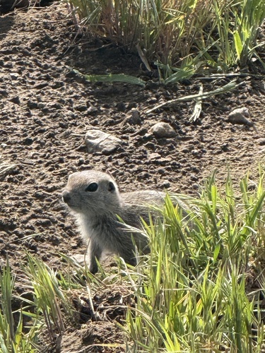 Townsend's Ground Squirrel observed by epaciotta