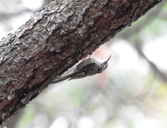 Certhia americana extima