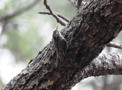 Certhia americana extima