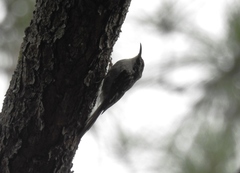 Certhia americana extima
