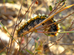 Lasiocampoidea