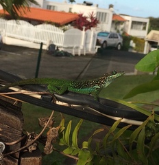 Anolis roquet