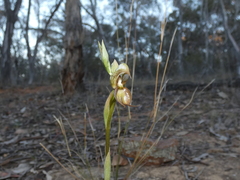 Pterostylis hamata
