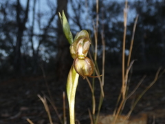 Pterostylis hamata
