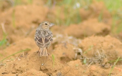 Mirafra assamica