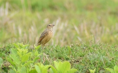 Mirafra assamica