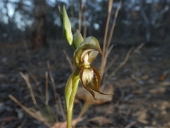 Pterostylis hamata