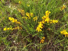 Cytisus procumbens