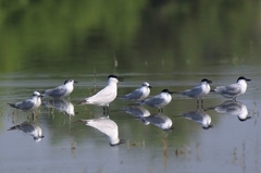 Australian Tern photo 5