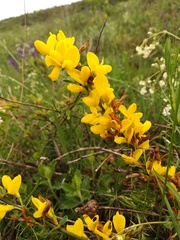 Cytisus procumbens