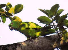 Amazona auropalliata