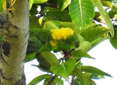 Amazona auropalliata