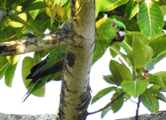 Amazona auropalliata