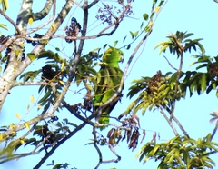 Amazona auropalliata