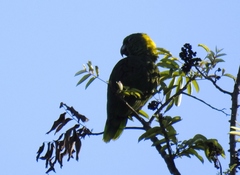 Amazona auropalliata