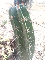 Cactaceae