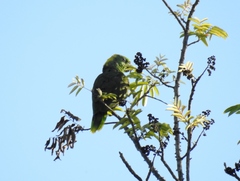 Amazona auropalliata