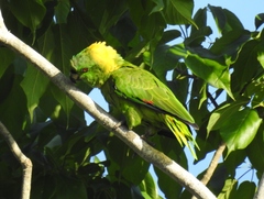 Amazona auropalliata