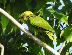 Amazona auropalliata