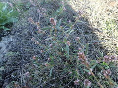 Polygonum spergulariiforme