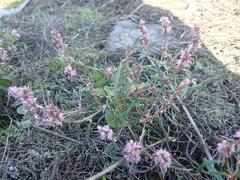 Polygonum spergulariiforme