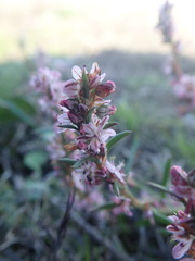 Polygonum spergulariiforme