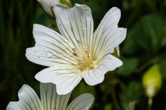 Limnanthes