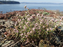 Polygonum spergulariiforme