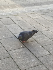 Columba livia domestica