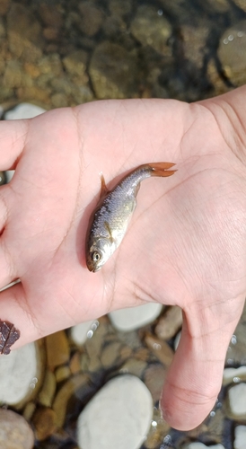 Thesprotian Minnow