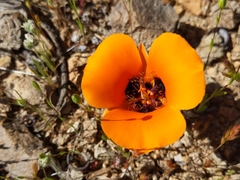 Calochortus kennedyi kennedyi