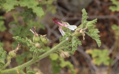 Anisodontea reflexa