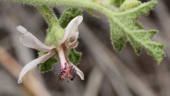 Anisodontea reflexa