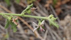 Anisodontea reflexa