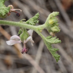 Anisodontea reflexa