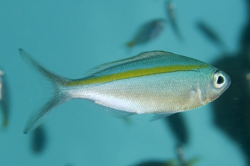 Scissor-tailed Fusilier