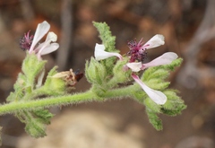 Anisodontea reflexa