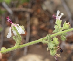 Anisodontea reflexa
