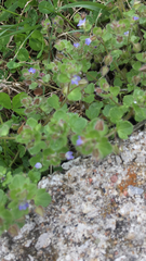 Veronica hederifolia