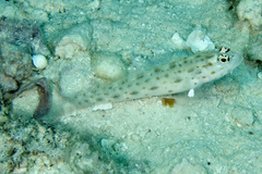 Ctenogobiops pomastictus