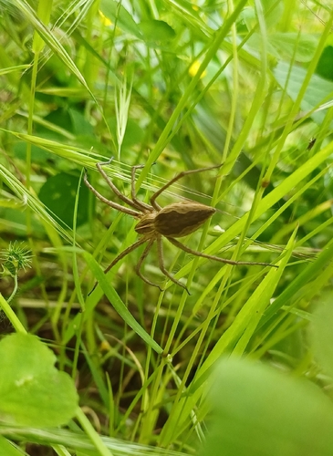 Pisaura