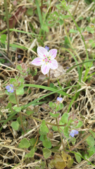 Claytonia virginica